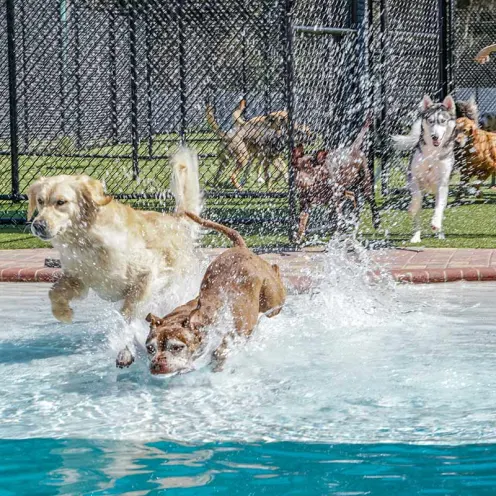 two dogs jumping into pool with dogs behind them
